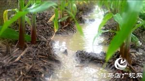 春季樱桃树浇水指南：确保丰收的关键步骤