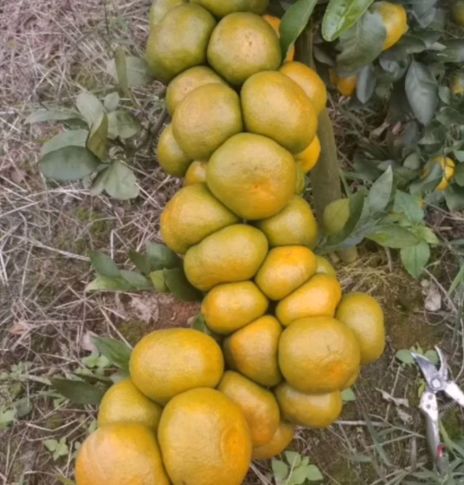 橘子树的种植之路：农药的使用频率揭秘