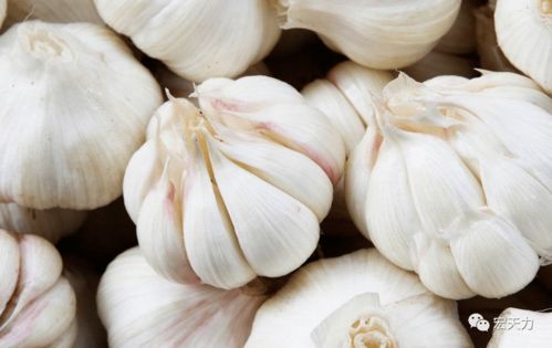 大蒜为主料能做什么特色菜肴？水产大蒜素如何高效拌入饲料中？