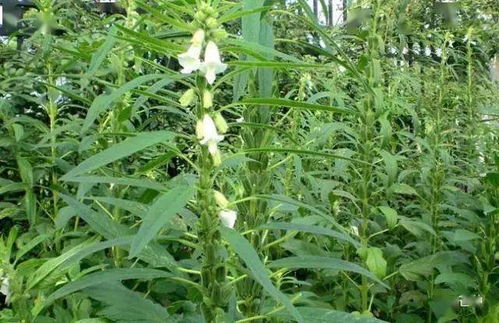 花生种植那些事儿：呲唑醚菌酯用量大揭秘