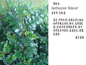 地丁草高清图，这株植物你认识吗