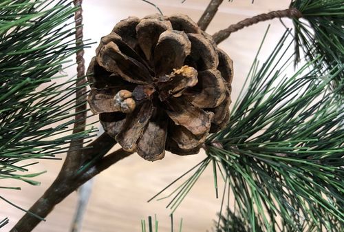 松树皮养花的禁忌揭秘