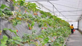 为什么种树要挑“耐涝”的？