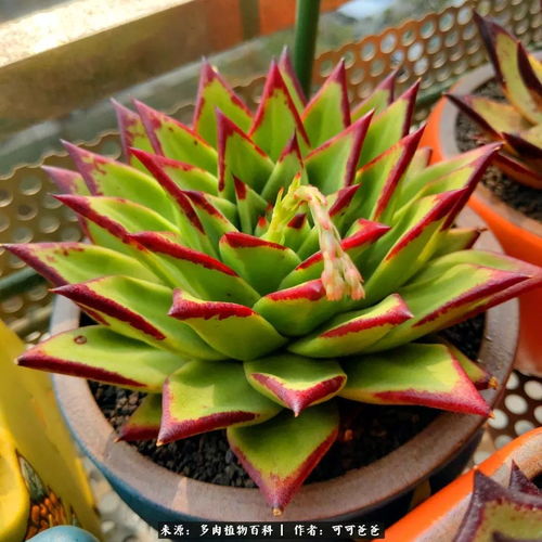 葵花籽喜温暖、干燥、阳光充足的环境