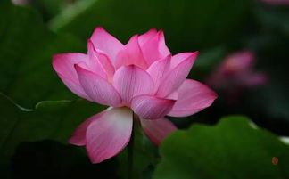 荷花盛开时节：延长花期的小秘密