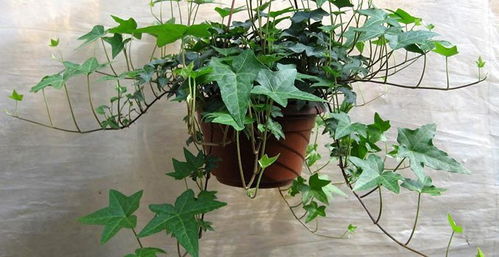 放绿箩，让植物帮你除甲醛