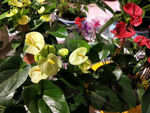 红掌冬季养护攻略：揭秘红掌的冷性格