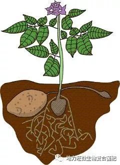 三唑酮与多菌灵在防治真菌病害方面效用与适用性有何差异？