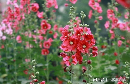 塑料花的美丽与四季观赏