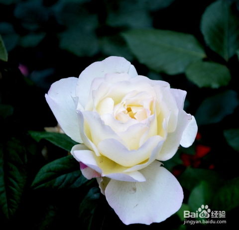 绵绸富力月季：柔美风情画