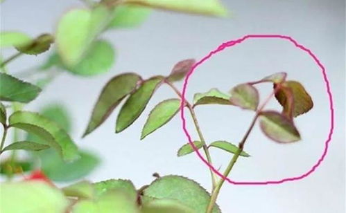 原因：长期未修剪， 分枝过多，使养分分散，也易影响花芽形成。