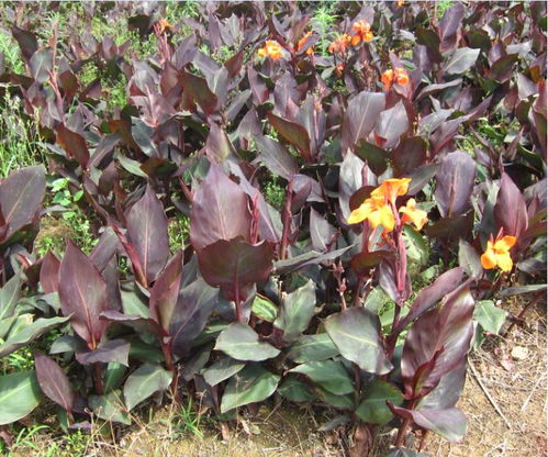 紫叶美人蕉：株高1.5米， 茎粗壮，紫红色