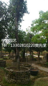 树木与苗木，傻傻分不清楚？