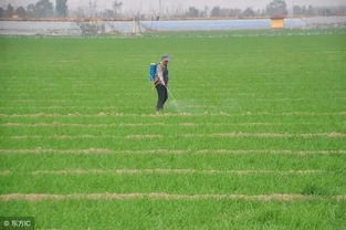 生物除草， 环保又健康