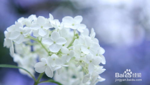洋绣球花黄叶，为何如此脆弱