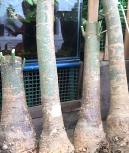 发财树修剪教程：这样剪
