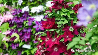 铁线莲的植株形态：植物界的舞者