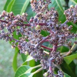 子宝花种植时如何避免病虫害，并确保其开花旺盛和花朵鲜艳