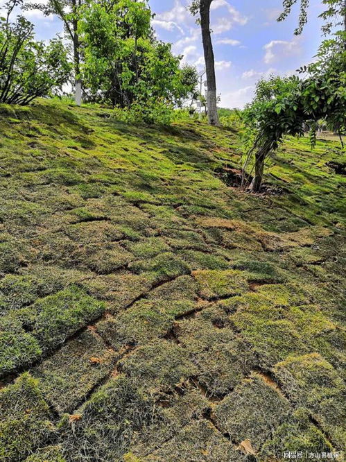 夏季草坪铺植， 避免发黄枯死的实用小技巧