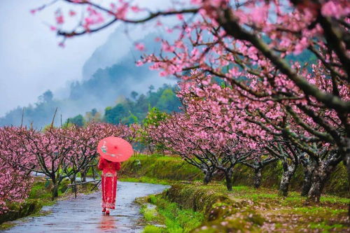 桃花何时绽放？春暖花开