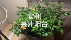 黛丝德蒙娜月季的优点