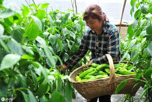 辣椒种植死苗原因揭秘：高效解决之道！