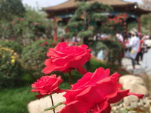 晨曦中的月季，清新如仙子