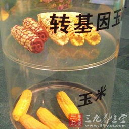 我国转基因饲料研发现状下转基因食品的安全性及市场接受度如何？