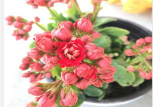 3. 长寿花：长寿的象征