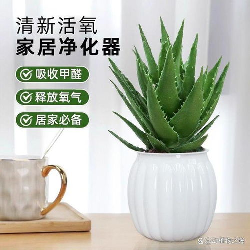 冬天芦荟怎么养？如何保暖才能安全过冬
