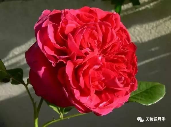 皇家胭脂：深红色的月季