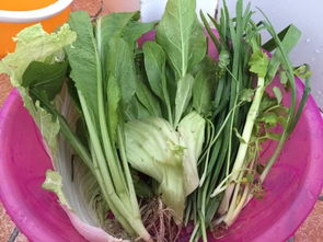 种菜也要kan天时地利人和