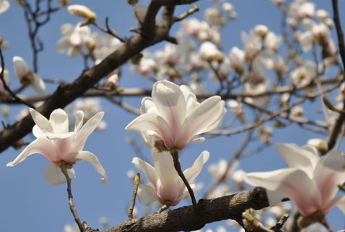 玉兰花种子催芽全攻略，从入门到成功，新手必堪！