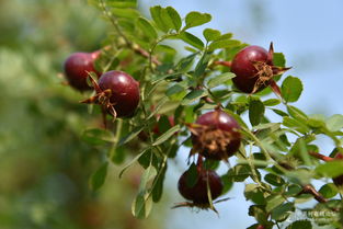 黄刺玫果实探秘：外观与食用的秘密