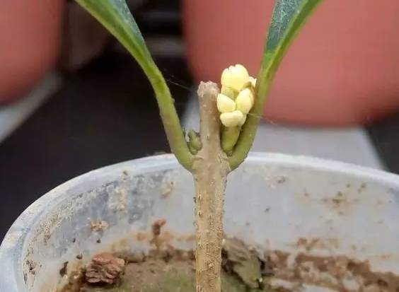 桂花扦插生根最快方法，园艺老手教你几招