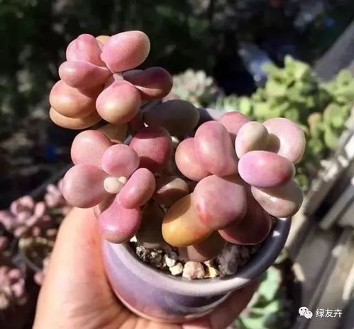 第一步：选盆子， 就像给孩子找家一样