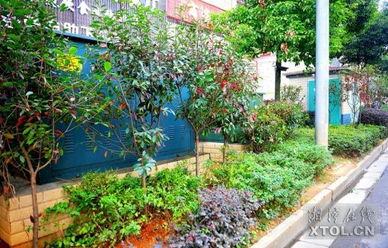 一、 路边绿化小嫩手