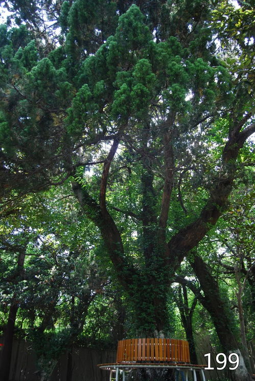 花椒树寿命揭秘：千年古树见证岁月！