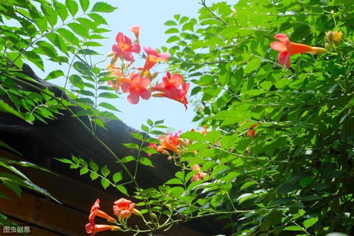 凌霄花，你认识几种颜色呢？