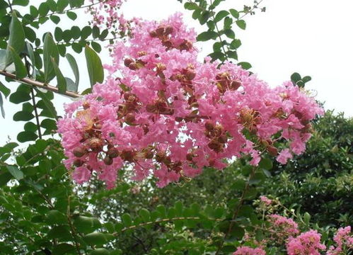 3. 紫薇