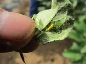 夏天来了苹果树病虫害怎么办？