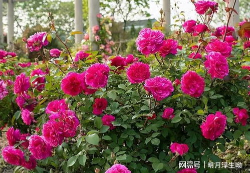 红木香：园艺领域的佳选