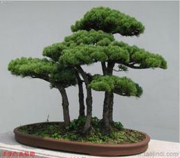 购买油松树的小贴士