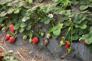 唑类农药的“威力”有多大？