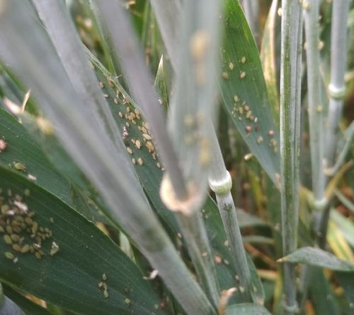 樱桃树蚜虫防治大揭秘