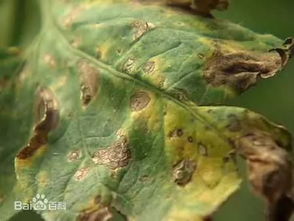 番茄晚疫病的克星，还是辅助小兵？