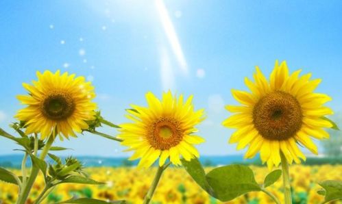 太阳花象征坚韧、乐观，与人们内心追求光明、向上的精神相共鸣