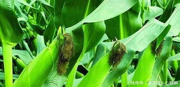 白菜留种子的最佳方法：选择健康植株