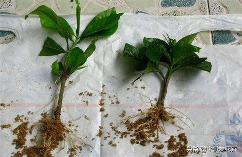 栀子花扦插方法有哪些？图解教你轻松掌握