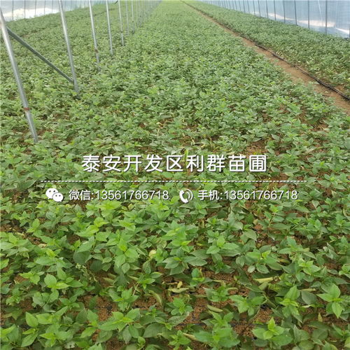 桂花树苗市场价格受品种、规格等因素影响